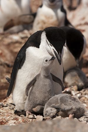 Penguin Island, Antarctica 176.jpg